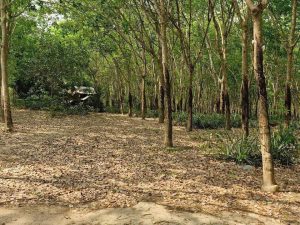 bán đất bình mỹ - Bắc Tân uyên - Bình Duongw -15000m2