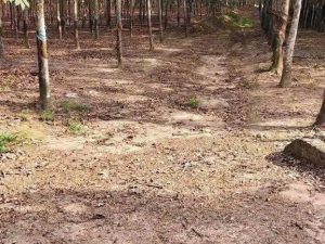 bán đất phú giáo bình dương 6,7ha