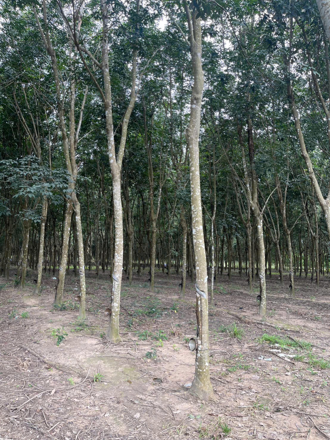 Bán đất quy hoạch skc Bắc Tân Uyên